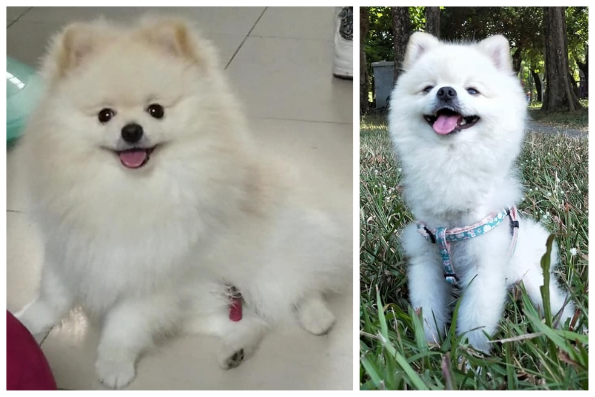 ▲主人萬萬沒想到公狗會懷孕。（合成圖／翻攝自爆系知識家）