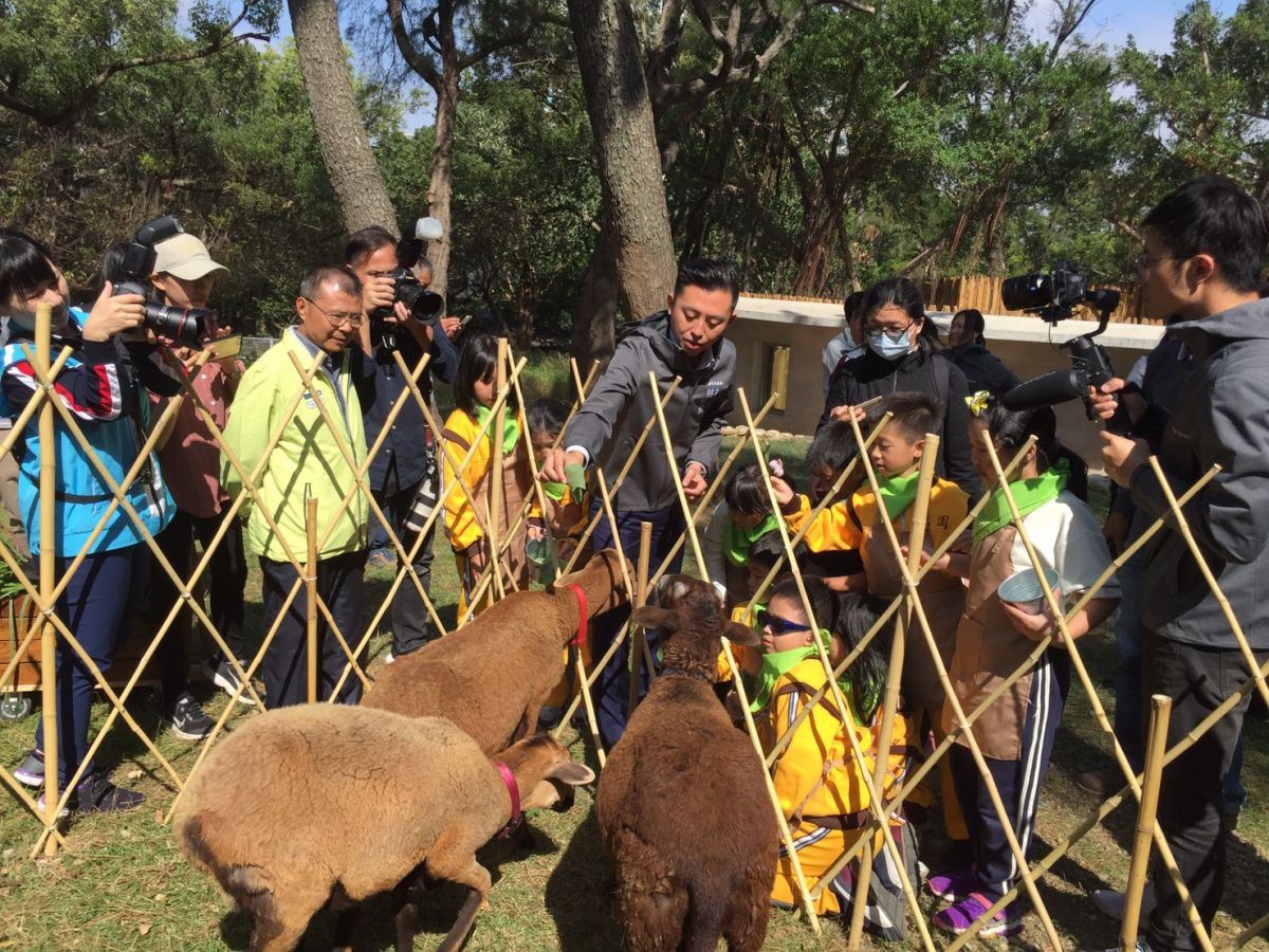 ▲新竹市長林智堅今(5)日帶領學童在新竹動物園「食物森林」採摘地瓜葉餵黑肚綿羊吃，讓學童體驗自然生態教育。(圖/記者金祐妤攝，2019.11.5) 
