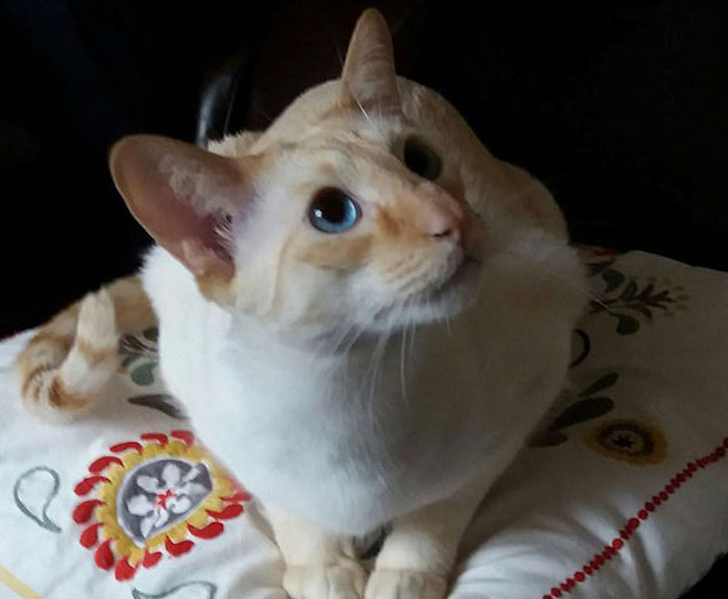 ▲當事貓貓， Chan。（圖／翻攝自網路）