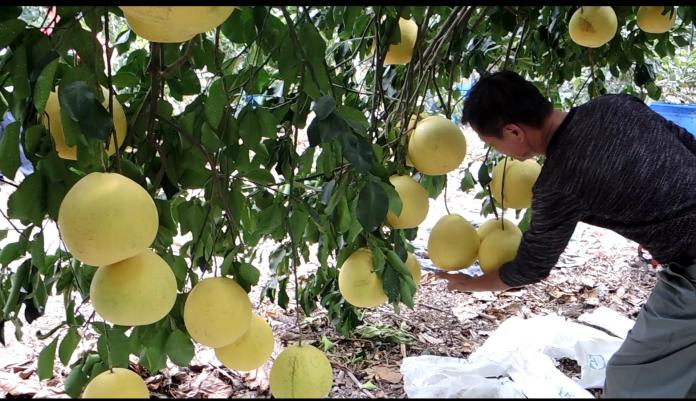 ▲二水鄉農會特別安排進行採柚體驗，二棵結果累累的白柚。（圖／記者陳雅芳攝，2019.11.05）