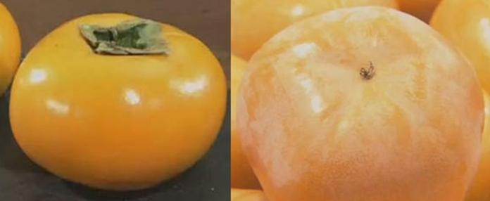 柿子佈滿「白粉末」是快壞徵兆？　果農暢談真相：最優質
