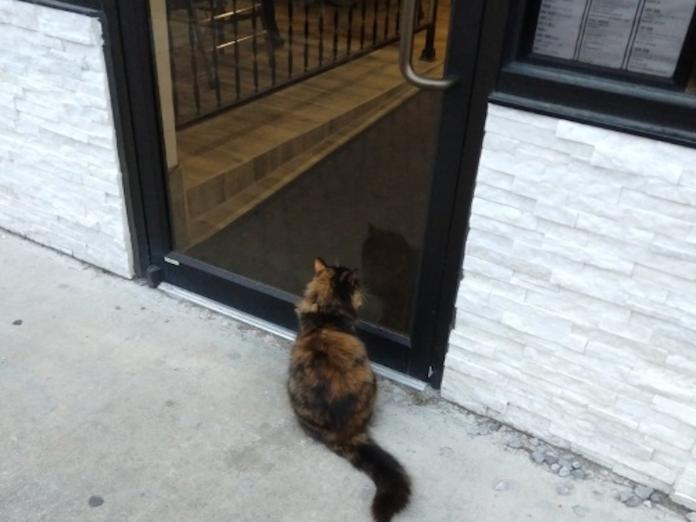 國外一隻貓咪在咖啡店門口騙吃騙喝。（圖／翻攝自twitter＠davidfucillo）
