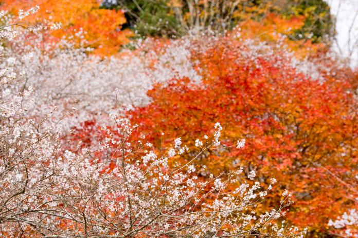 楓紅、櫻花一次滿足　日本中部地區三大賞楓秘境大公開
