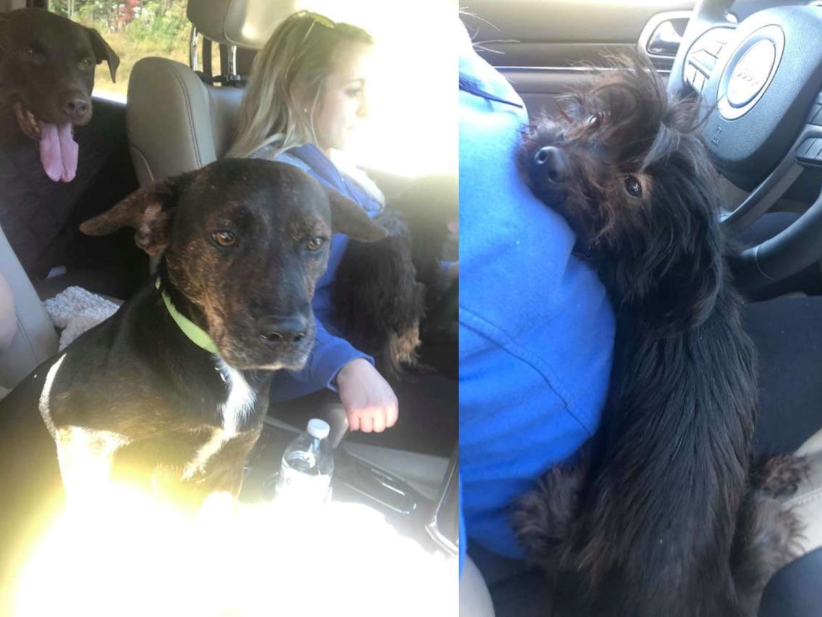 本來只是想帶卡列布回家，怎知回程又多了幾隻狗狗。 (圖/Shelly Blount)