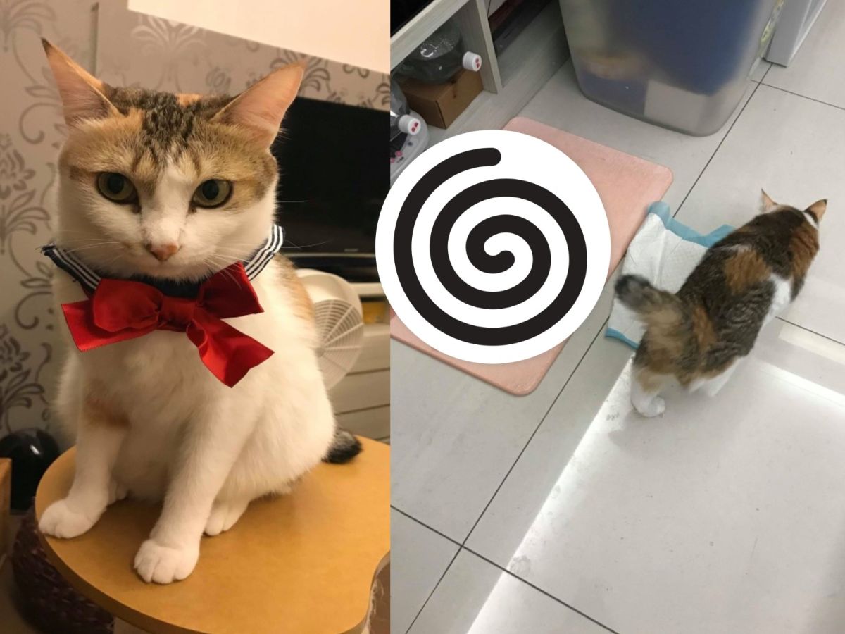 三花貓雞米有奇怪的癖好（圖／網友Emma Chung授權提供）