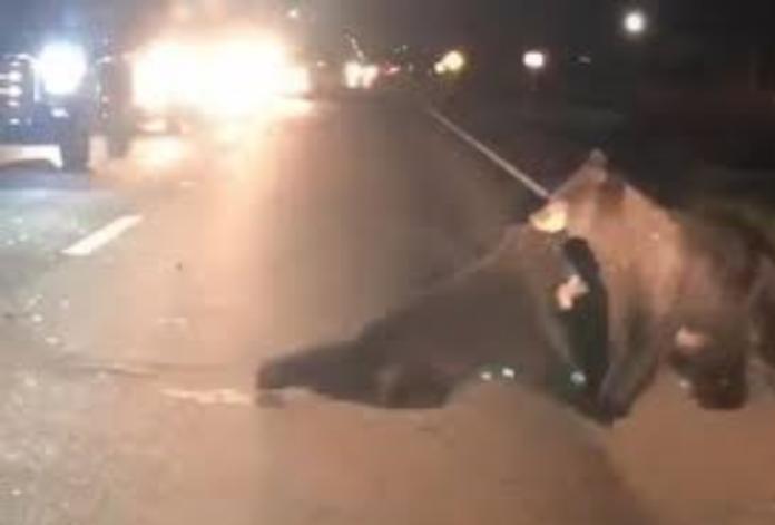心碎直擊...小熊被車撞倒跛腳動不了　3黑熊公路上搶救
