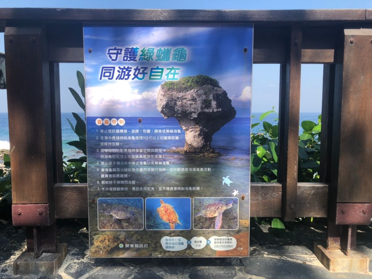 ▲近日海巡署臉書粉絲專頁「海巡署長室Coast Guard」張貼公布一篇介紹小球球海域一隻十分親近人類的綠蠵龜「傑尼」，並以可愛的口吻，搭配詼諧的對白，灌輸生態保育的重要性。（圖／海巡署提供）
