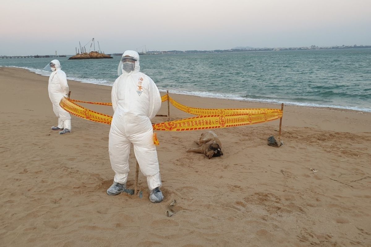 ▲金門縣防疫所6日接獲通報，小金門)將軍堡海灘發現海漂豬屍。（圖／金門縣政府提供）