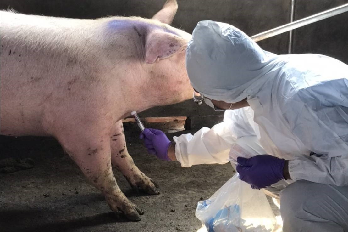 ▲金門縣防疫所已對烈嶼鄉8家豬場進行全面訪視，並採血送驗。（圖／金門縣政府提供）