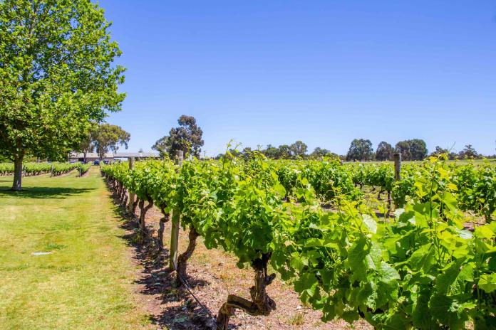 西澳珀斯南方的瑪格麗特河有知名葡萄酒莊 （Shutterstock）