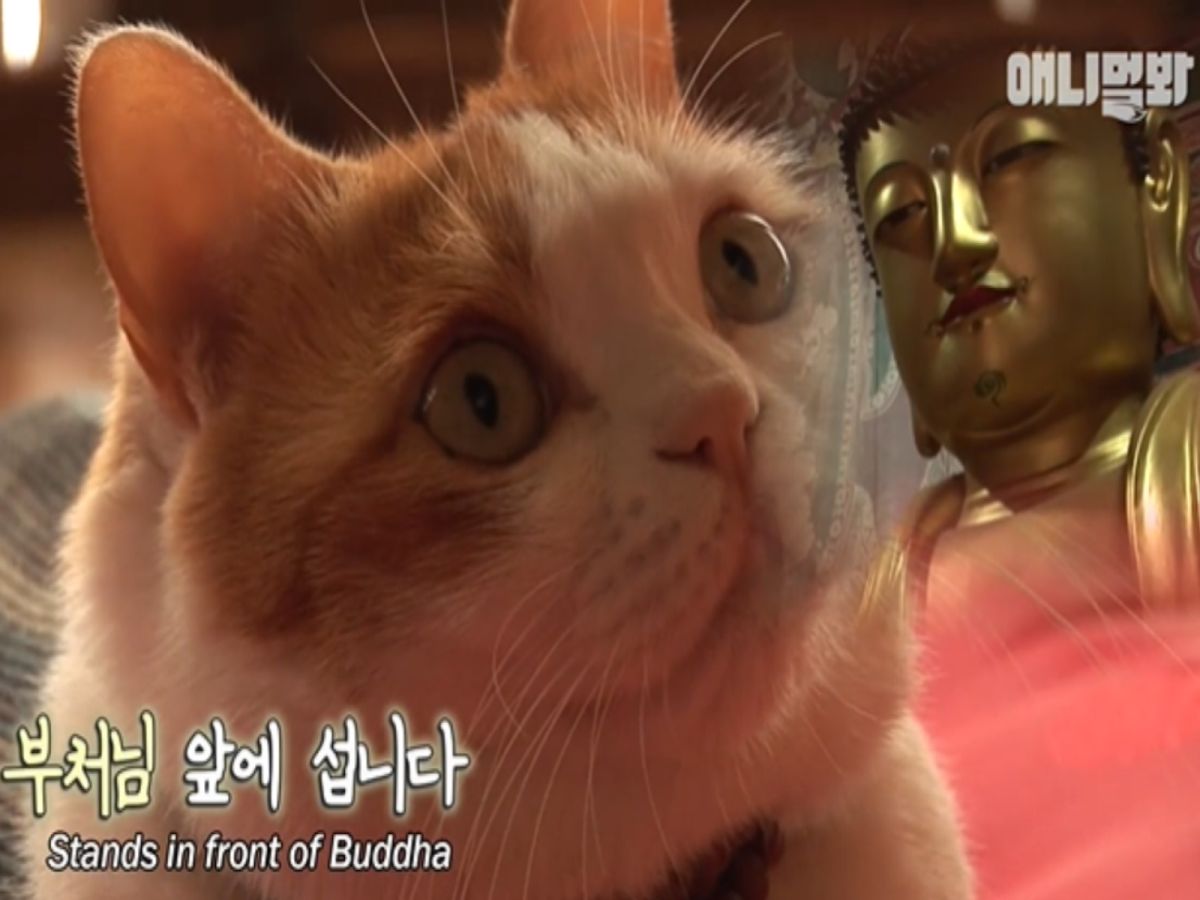韓國有一隻貓咪相當特別，會在佛祖面前靜坐冥想（圖／翻攝自YT@SBS TV동물농장x애니멀봐）