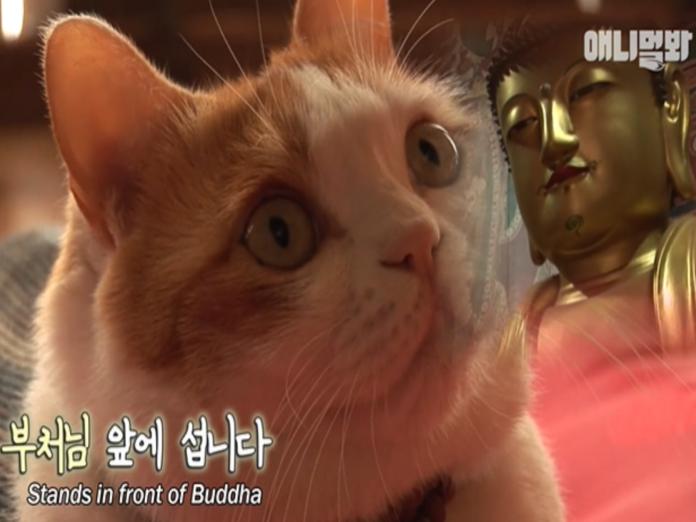 韓國貓咪不殺生還會打坐　根本是虔誠佛教徒！
