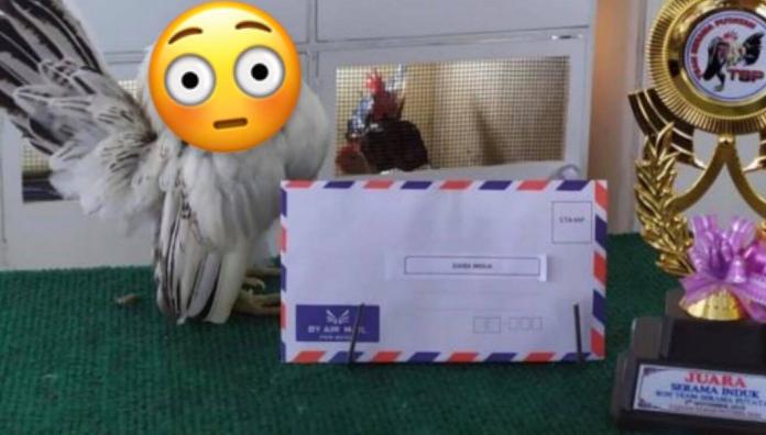 2019矮腳雞（Serama）選美公開賽母雞組在馬來西亞沙巴（Sabah）舉行，母雞組共有98隻矮腳雞進入評選，並由一隻名為艾莎（Elsa）的母雞勇奪后冠。（圖／ANN）