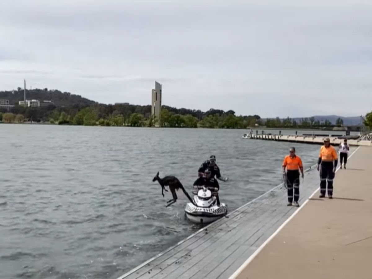 被拯救的袋鼠竟然又跳回湖裡！（圖／翻攝自YT@Storyful Rights Management）