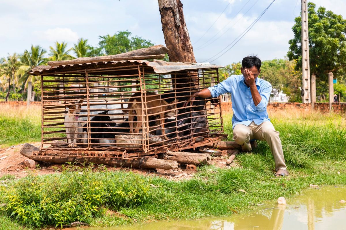 ▲（圖／翻攝自 Four Paws International 臉書）