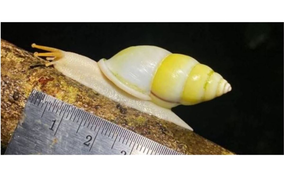 國家公園工作人員在7日發現5隻成年翡翠蝸牛，大小均為4-5釐米，此物種屬兩棲蝸牛，個頭十分小，因此能從天敵如蛇類的環伺下倖存。（圖／泰國世界日報）