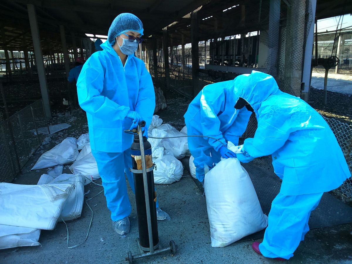 ▲彰化縣傳出今年入冬首例禽流感疫情，防疫人員撲殺694隻肉鴨。（圖／記者陳雅芳翻攝，2019.11.12）