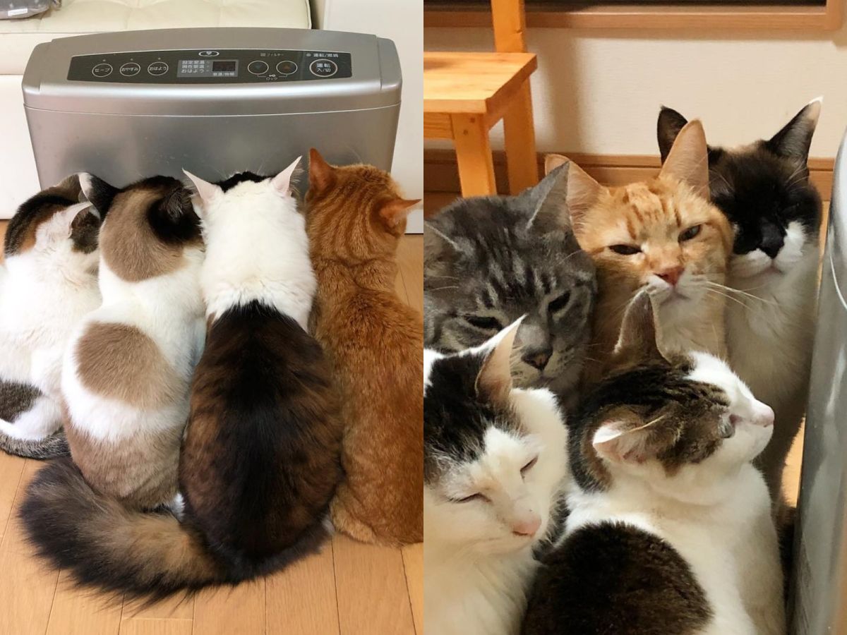 一到冬天主子們全在暖爐前擠成一坨，看起來好溫暖呀！ (圖/IG@kibimomo)