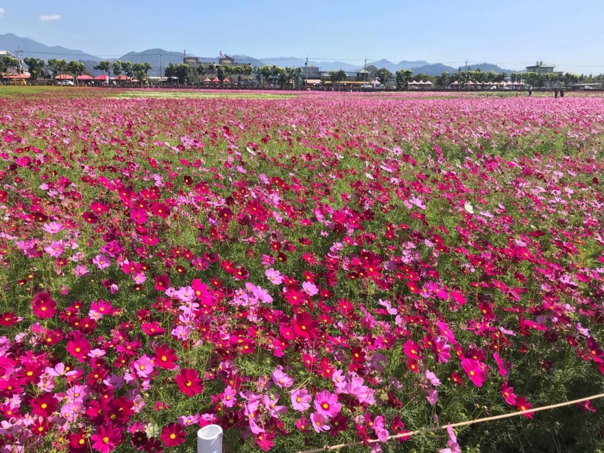▲台中國際花毯節，新社區農會以「新社花海遊 農庄樂活趣」為主題，廣邀大家前來體驗休閒生活及生態農業。 (圖／農業局提供2019.11.13)