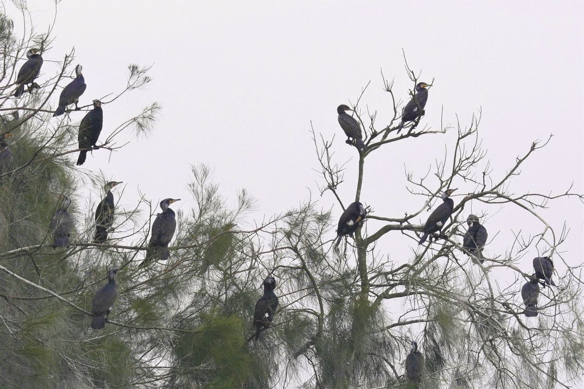 ▲在金門，金寧鄉慈湖是鸕鶿最大的夜棲地。（圖／蔡若喬攝, 2019.11.13）