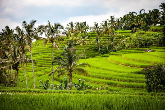 ▲農地、稻田、檳榔樹、鄉村、鄉下、農田。（示意圖／取自pixabay）