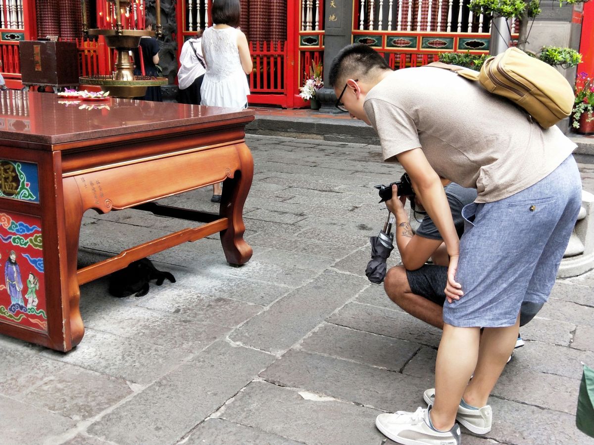 龍山寺的黑貓很受香客喜愛。（圖／記者彭巧蓁攝）