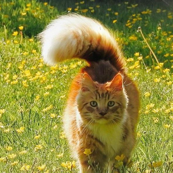 這尾巴不科學！橘貓擁有超美膨尾　走路搖搖好霸氣