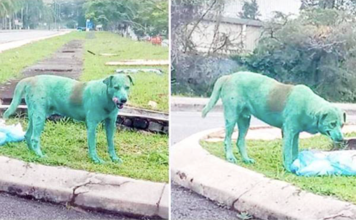 馬來西亞驚現綠色狗狗逛大街 網友批：太殘忍
