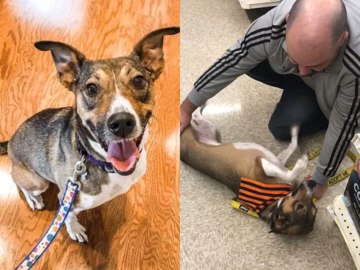 被PO在領養訊息的這隻狗，長得非常像尼克以前的狗狗露西。(圖/Facebook@Planned Pethood, Inc./Shannon McCann)