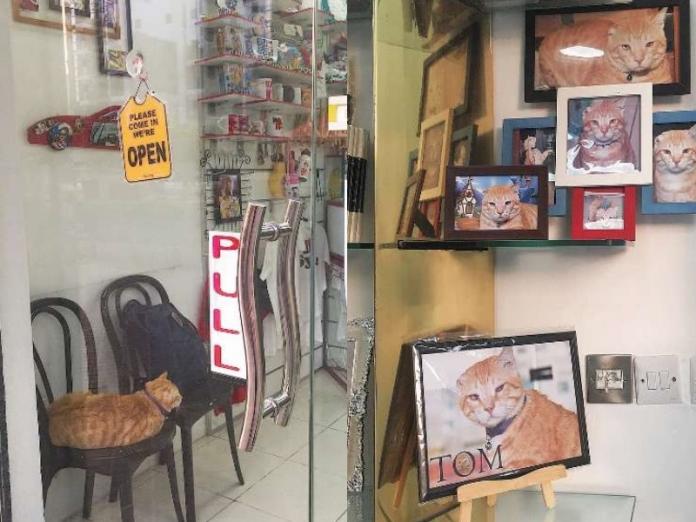 阿拉伯一隻自來貓成為店貓後展現招財能力吸引客人上門。（圖／翻攝自Twitter＠Pahtch）