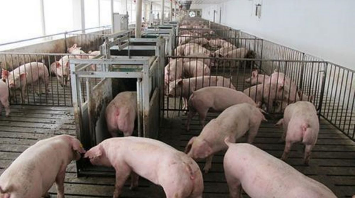 ▲非洲豬瘟疫情席捲大陸多省。（圖／翻攝自中新網）