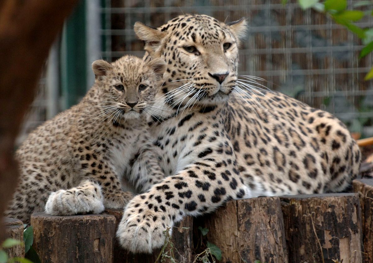 ▲新生的波斯豹將會待在母親身邊，直到成長為成豹。（圖／美聯社／達志影像）