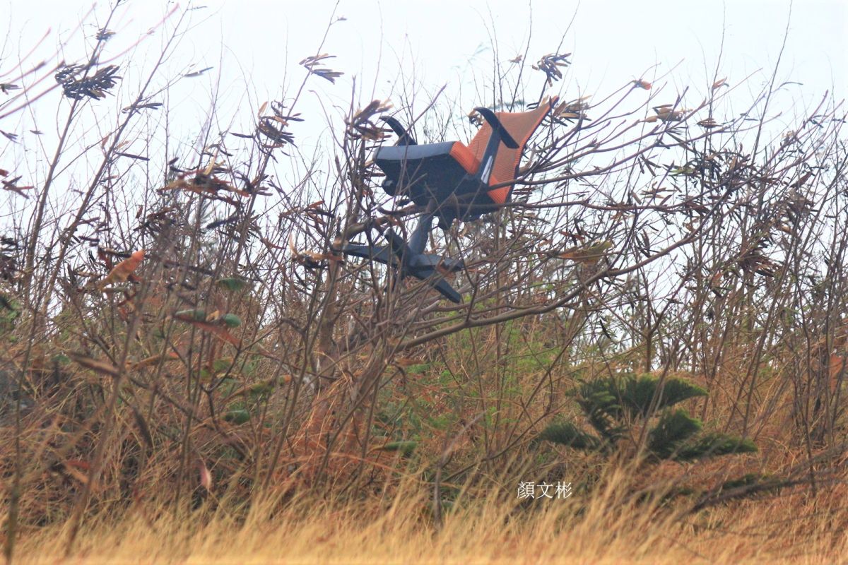 ▲澎湖東北季風強勁，一張人體工學椅竟然被強風吹上銀合歡林，令大家嘖嘖稱奇。（圖／顏文彬提供，2019.11.19）
