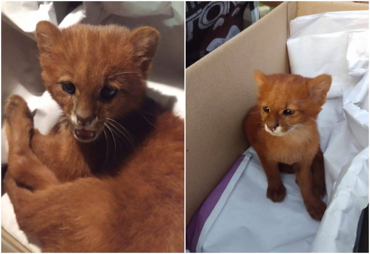 ▲看似可愛的橘色小貓其實是美洲豹幼崽。（圖／翻攝自臉書）