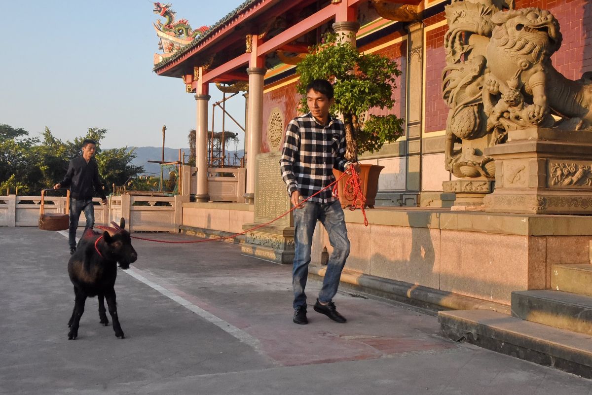 詩山當地信眾牽真羊到鳳山寺祭拜。（圖／謝奇峰先生授權）