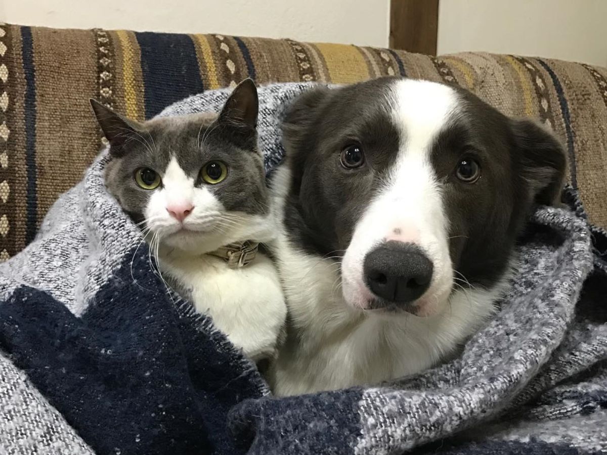 日本飼主養了一對跨種族的賓士CP，感情非常好（圖／IG@yurin555）