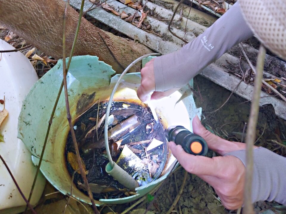 ▲澄清湖園區內捕獲高達121隻可能傳播登革熱的病媒蚊-白線斑蚊。（圖／高市衛生局提供）