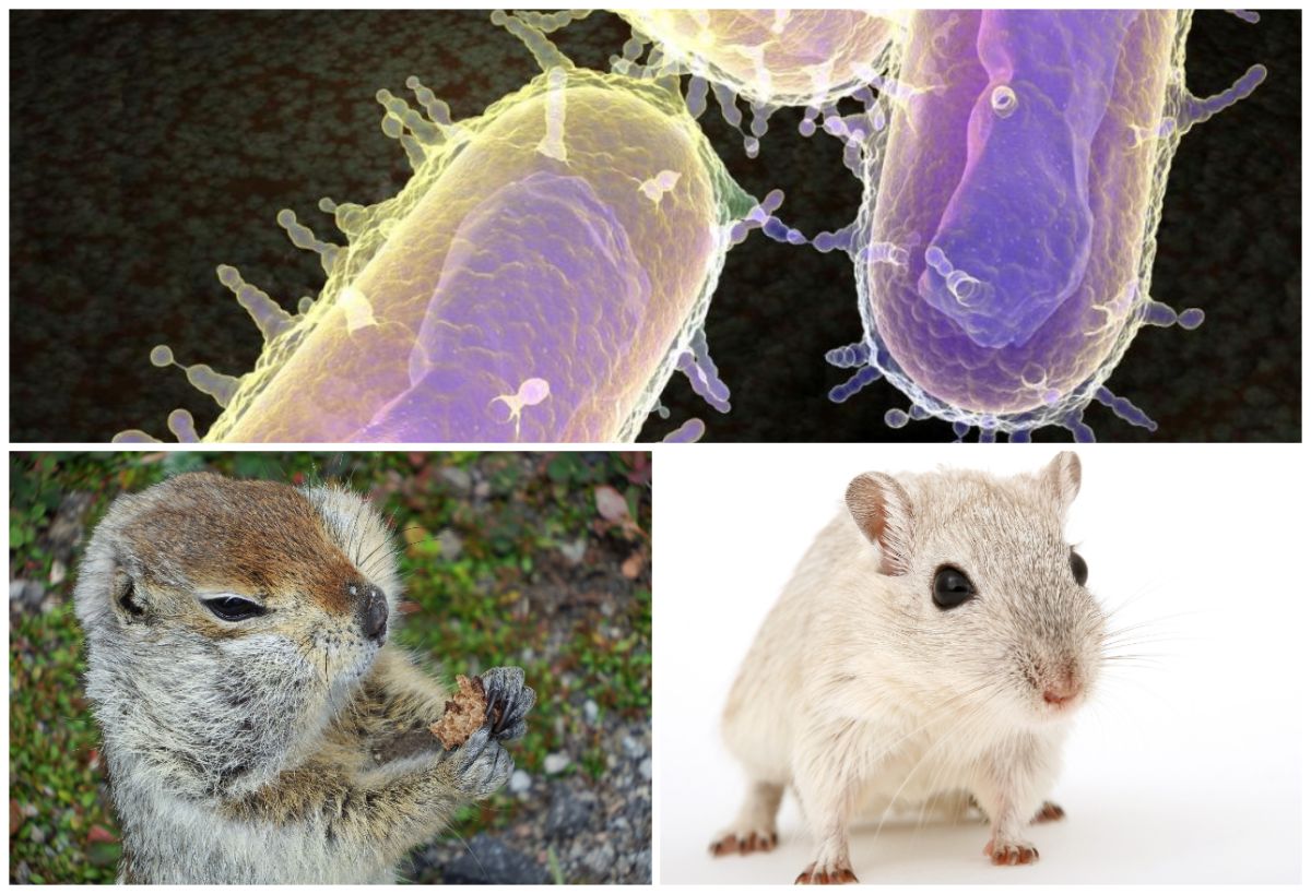 ▲鼠疫藉由齧齒類身上的跳蚤傳播。（圖／翻攝自網路／ Pixabay ）