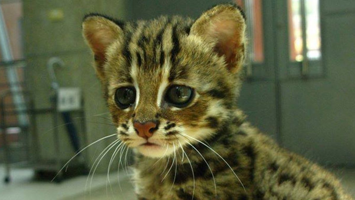 ▲苗栗縣今年通過石虎條例，引來外界抨擊他們不重視保育，議長鍾東錦認為是網軍操作。（圖為石虎／Nownews資料照）