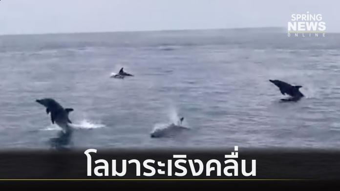 影/小幸運！超過30隻海豚出現在泰國這個秘境
