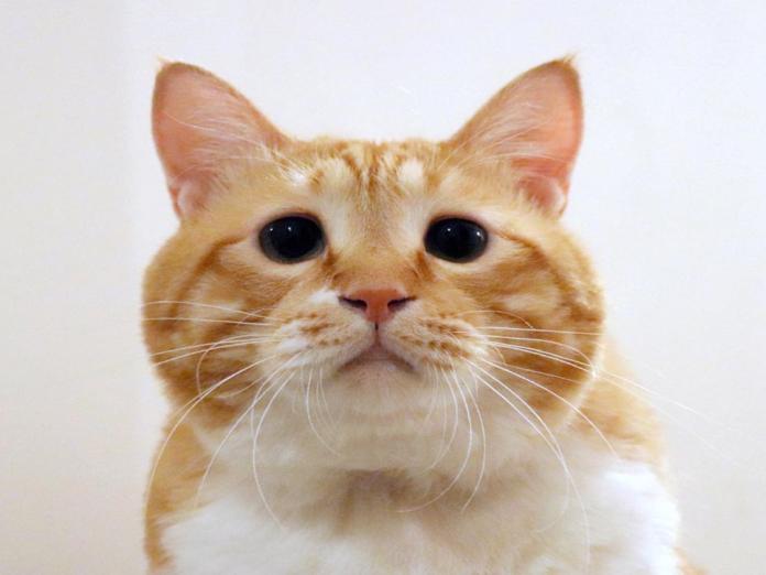 日本橘白貓超肥軟　天生苦情臉卻萌到不行坐擁廣大粉絲！
