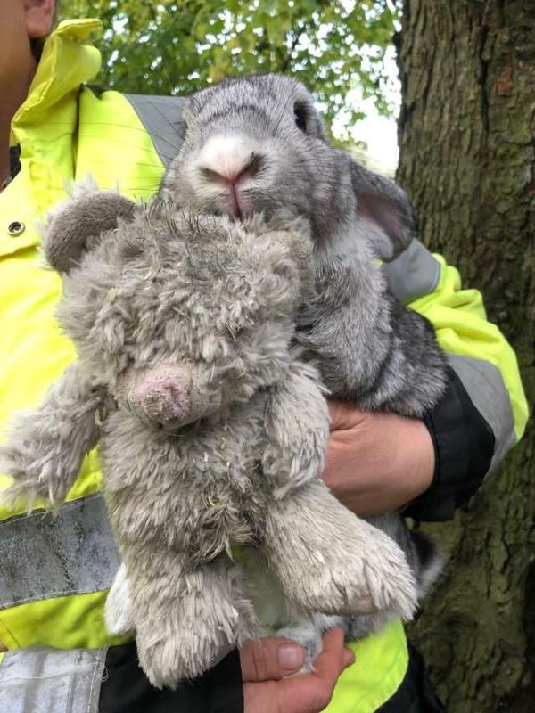 寒冬中兔兔被裝箱遺棄路邊　緊抱最愛熊玩偶：我們的家呢？