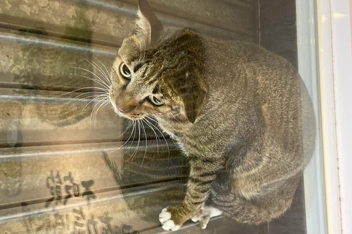 ▲貓咪「漂浮」在鐵門與玻璃門中間。（圖／翻攝自老士林烤肉飯-內湖店臉書）