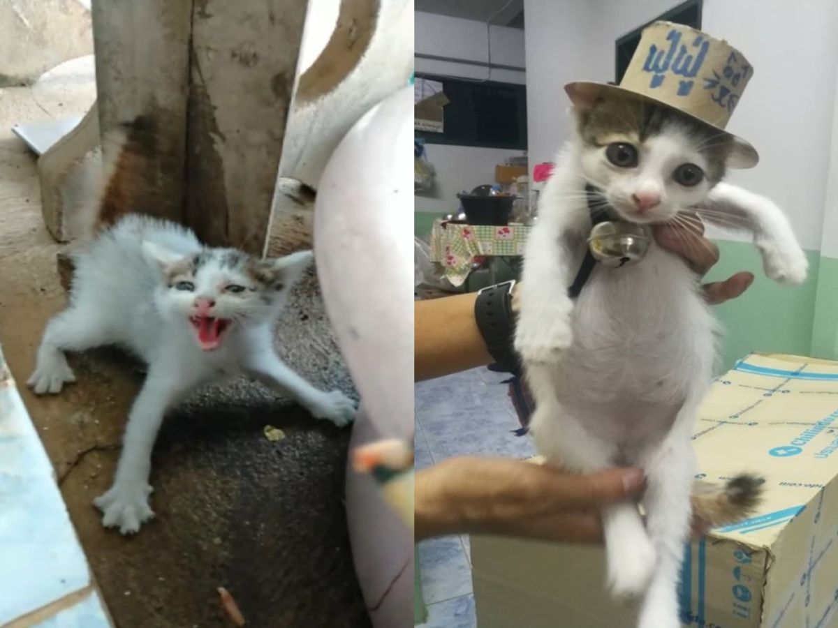 小貓被領養前後差很大（圖／FB@ฟู่ฟู่ ขู่จนได้บ้าน）
