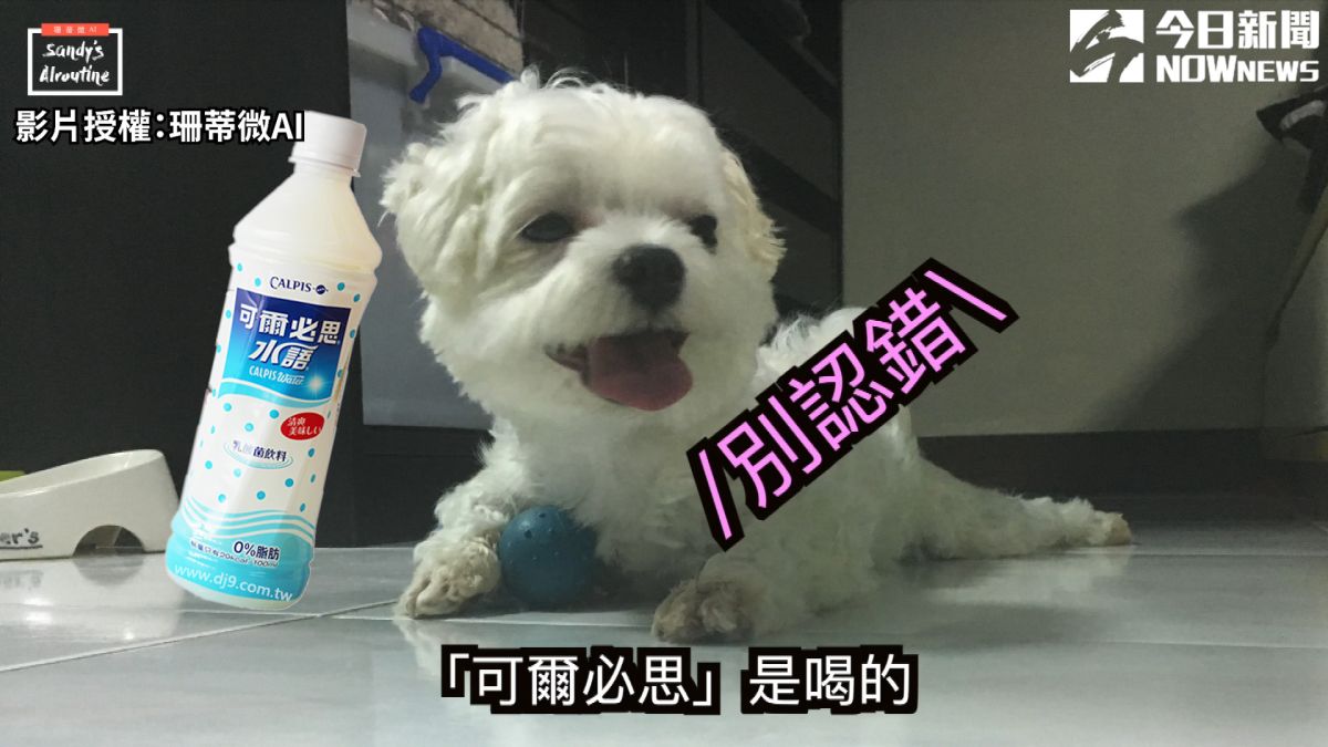 ▲ 瑪爾濟斯因發音近似飲料「可爾必思」而常被叫錯。（圖／珊蒂微AI 授權）