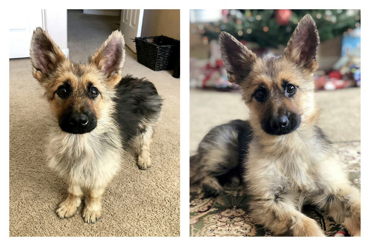 ▲（圖／翻攝自 ranger_thegshepherd 的 IG ）