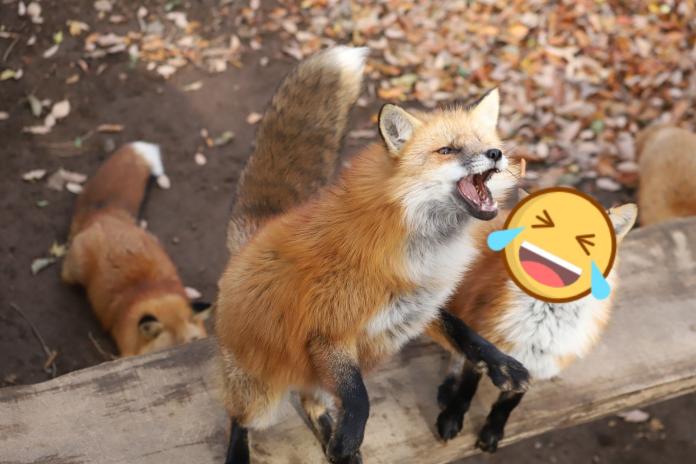 ▲哭哭狐狸的可愛模樣讓網友心疼。（圖／翻攝推特@LIA9821）