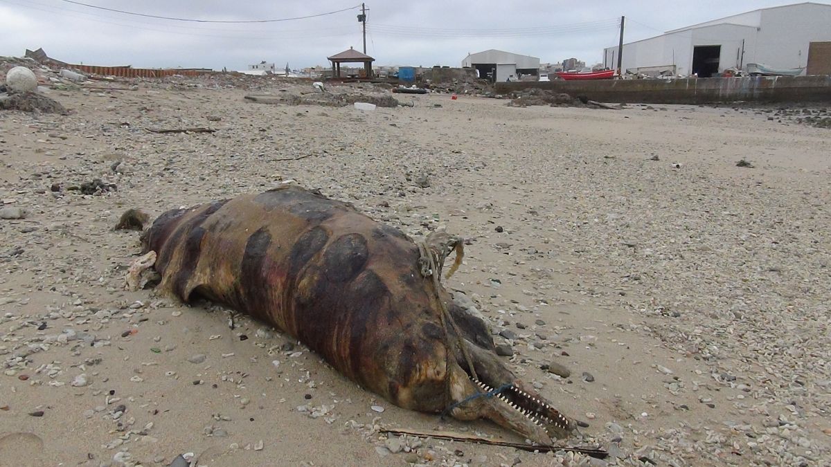 ▲澎湖白沙鄉赤崁村牛踏尾沙灘，發現有2隻瓶鼻海豚的腐屍，但因豚屍已腐爛發臭，難以判斷死因。（圖／記者張塵攝，2019.11.22）