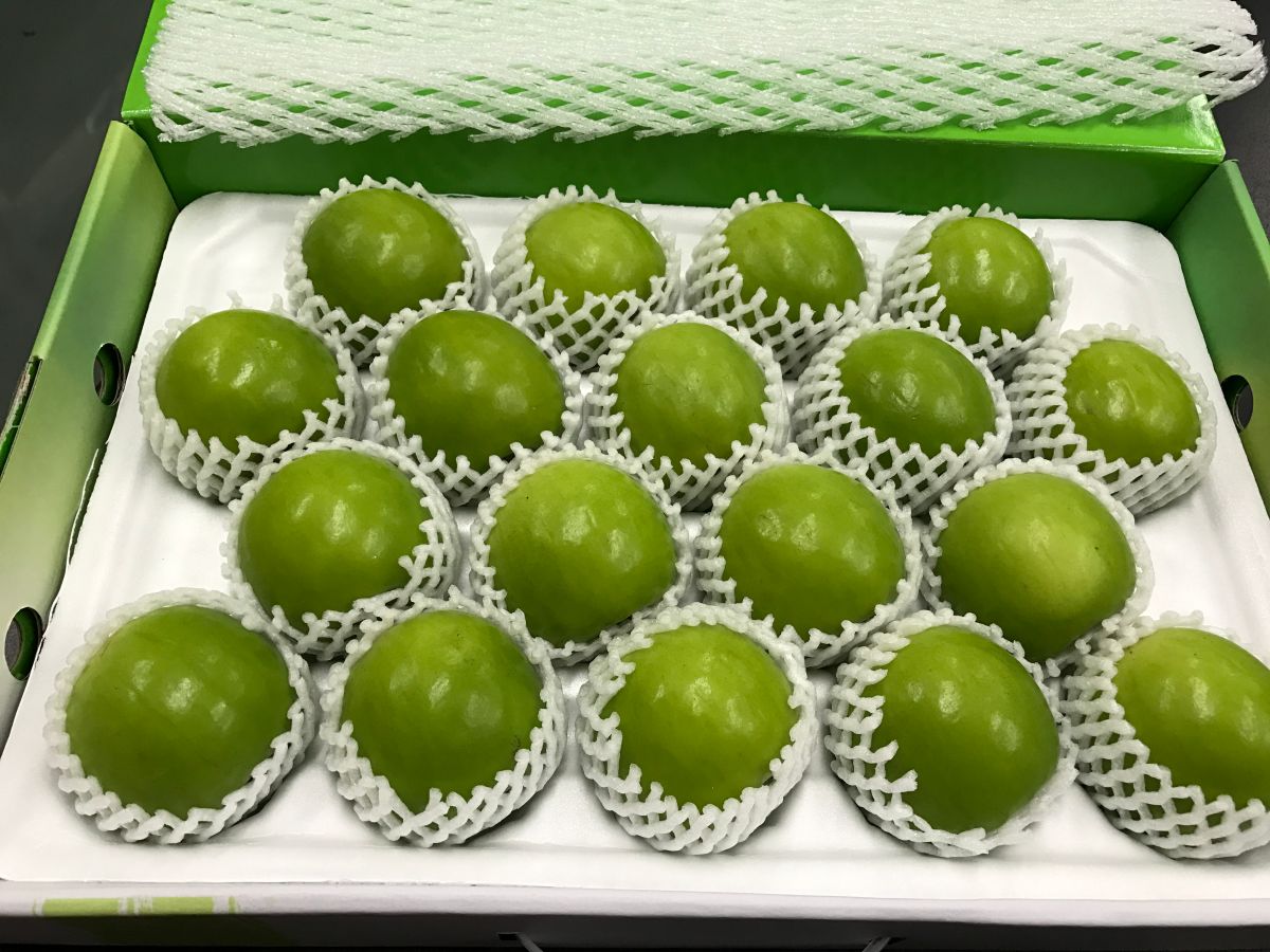 ▲ 國產高品質棗鮮果實。（圖／農委會提供）