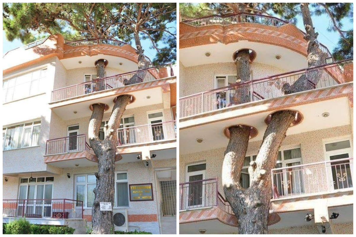 ▲印度一間房子與大自然共生息的房子，構成奇景。（合成圖／翻攝自 Abhikhandekar1 推特）